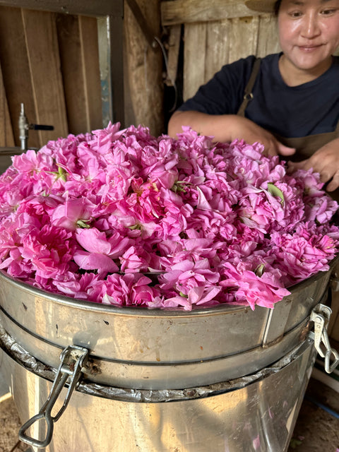 November 2022 - 8000 Damask Roses