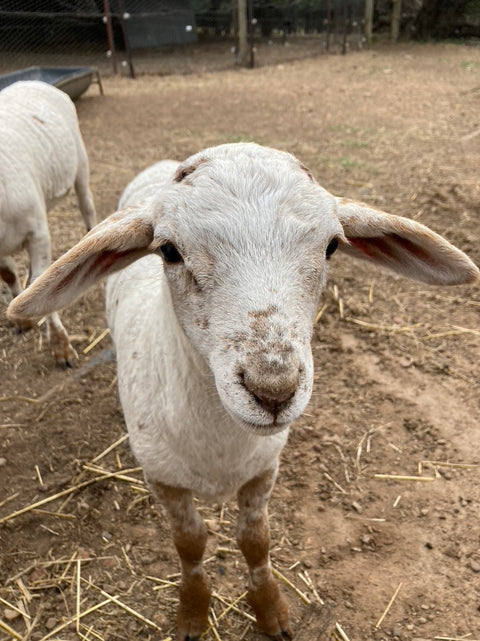Our sheep maintenance!
