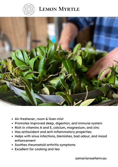 Tea Lemon myrtle