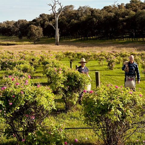 Damask Rose Distilling Full Workshop (Only Spring season)