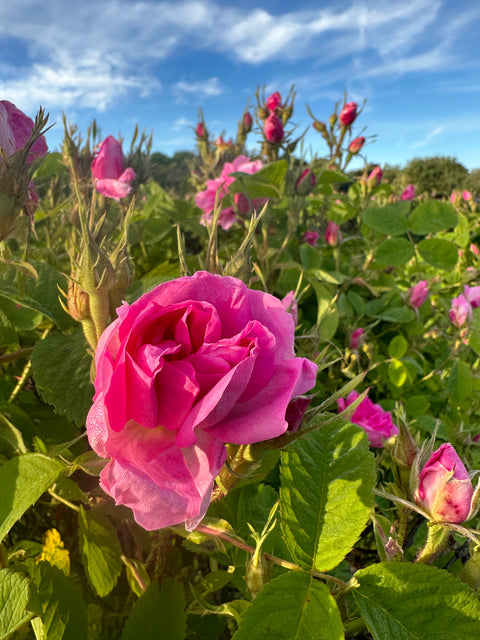 Damask Rose Distilling Full Workshop (Only Spring season)