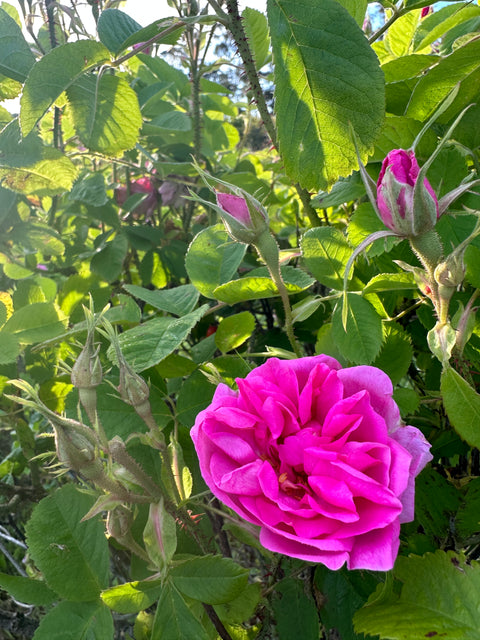Damask Rose Distilling Full Workshop (Only Spring season)