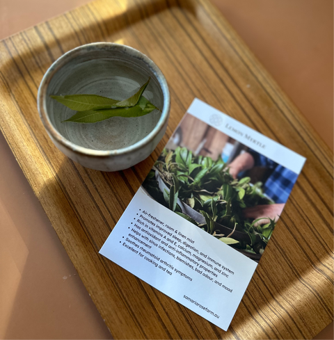 Tea Lemon myrtle