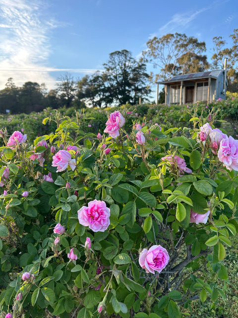 2025 Damask Rose Water Steam Distilling Workshops (Only Spring season)
