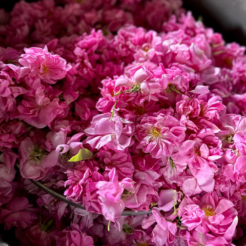 2025 Damask Rose Water Mini Steam Distilling Workshops