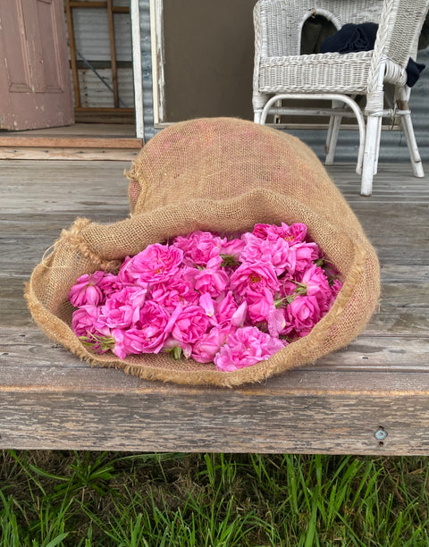 2025 Damask Rose Water Mini Steam Distilling Workshops