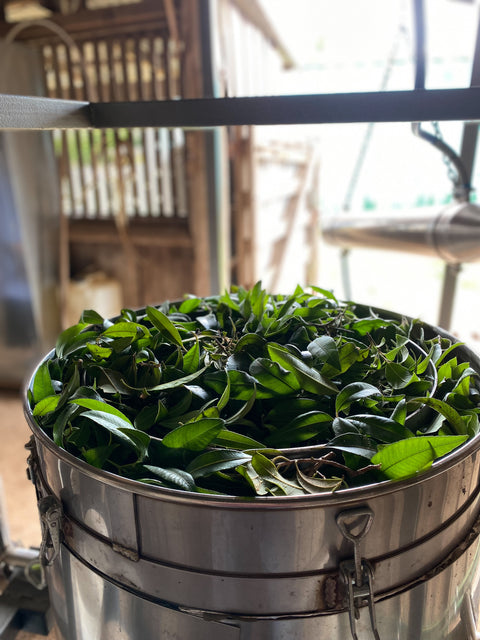 Essential oil Workshop Homeschooling Monday 23rd Mar 2026