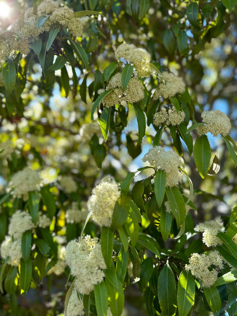 Aboriginal Wellbeing Bush Dye Sat 22Nov & Bush Medicine Workshop Sun 23Nov2025