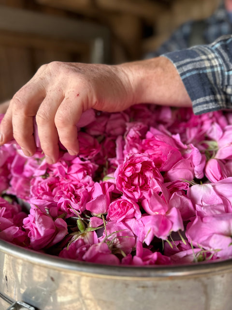 2025 Damask Rose Water Mini Steam Distilling Workshops