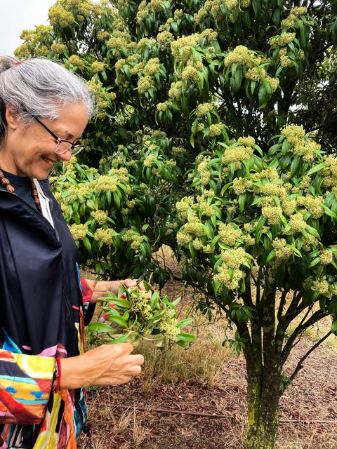 Aboriginal Wellbeing Bush Dye Sat 22Nov & Bush Medicine Workshop Sun 23Nov2025